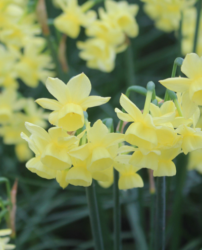 NARCIS botanický Angels Breath 8/10, 100 ks